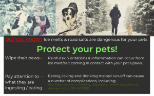 pets and road salt